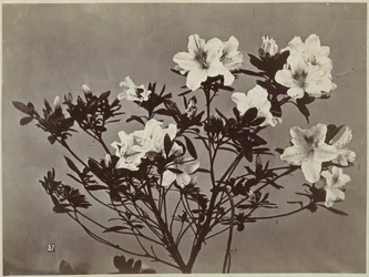 Blumenstillleben mit Lilien