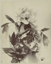 Blumenstillleben mit Pfingstrosen