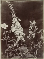 Blumenstillleben mit Fingerhut