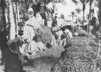 Dattelpflücken in Gabes, um 1913