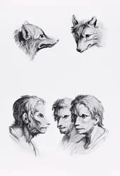Ähnlichkeiten zwischen dem Kopf eines Wolfes und eines Mannes, aus 