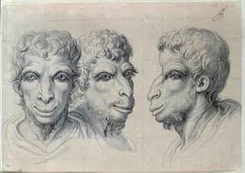 Studien dreier Männerköpfe, die an die Physiognomie des Kamels erinnern (1619-1690), 17. Jahrhundert. Maße: 0,22 x 0,32 m. Paris, Louvre