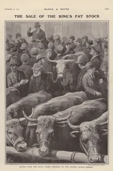 Vieh von den königlichen Höfen in Windsor zum Verkauf auf dem Viehmarkt in Slough, Berkshire