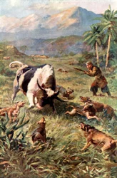 Jagd auf Wildrinder in Haiti