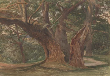 Bäume in einer Landschaft