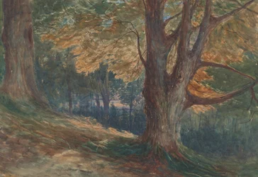 Bäume auf einem Hügel in einer bewaldeten Landschaft