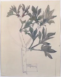 Holunder, Walberswick, 1915