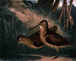 Waldschnepfen, Tafel 4 aus „British Feather Game“, vom Künstler gestochen, veröffentlicht von R. Ackermann, ca. 1810