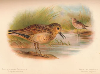 Sandstrandläufer Tringites rufescens, Bartrams Strandläufer Bartramia longicauda, 1900