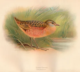 Wachtelkönig Crex pratensis, 1900