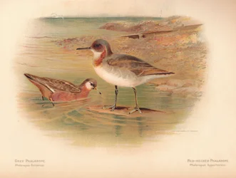 Grauer Phalarope Phalaropus fulicarius, Rotnacken-Phalarope Phalaropus hyperboreus, 1900