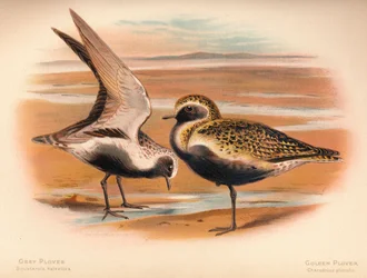 Grauer Regenpfeifer Squatarola helvetica, Goldregenpfeifer Charadrius pluvialus, 1900