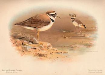 Flussregenpfeifer Aegialitis minor, Kiebitzregenpfeifer Oxyechus vociferus, 1900