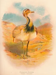 Macqueens Trappe Houbara macqueeni, 1900