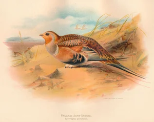 Pallas-Sandhuhn Syrrhaptes paradoxus, 1900