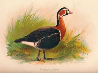 Rotbrustgans Branta ruficollis, 1900