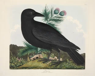 Rabe, Corvus Corai, veröffentlicht 1835