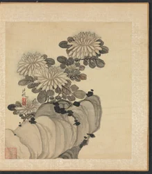 Chrysantheme und Felsen