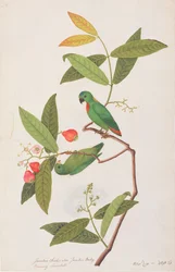 Blaukrönchen, aus Zeichnungen von Vögeln aus Malakka, ca. 1805-18