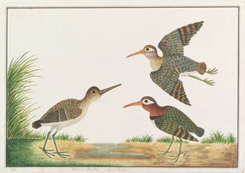 Großer Malaiensumpfläufer, aus Zeichnungen von Vögeln aus Malakka, ca. 1805-18