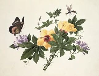 Hibiskus und Schmetterling