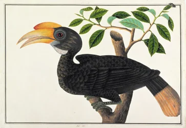 Ke ke, aus Zeichnungen von Vögeln aus Malakka, ca. 1805-18