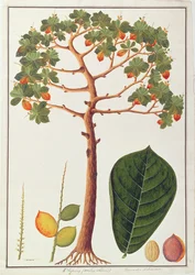 Klapang Terminalia Molucana oder Malaiische Mandel, aus Zeichnungen von Pflanzen aus Malakka