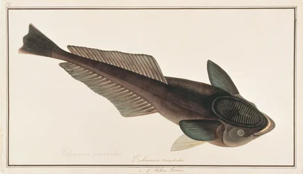 Lebender Haifischsauger, aus Zeichnungen von Fischen von Malakka, ca. 1805-18