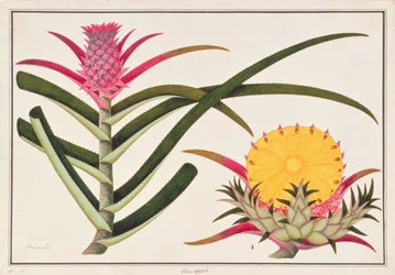 Ananas oder Bromelia, aus Zeichnungen von Pflanzen aus Malakka, ca. 1805-18