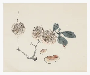 Zehn Bambus Serie, 18. Jahrhundert