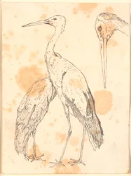 Störche