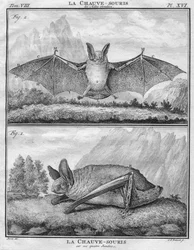 La Chauve-Souris les Ailes entendues & La Chauve-Souris sur ses quatre Jambes