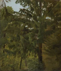 Tanne im Laubwald
