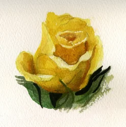 Gelbe Rose, 2009