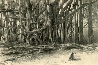 Riesige Bäume in Buitenzorg, Java, 1898