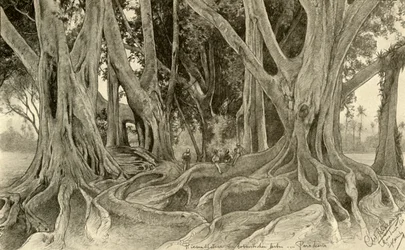 Riesige Bäume im botanischen Garten, Peradeniya, Kandy, Ceylon