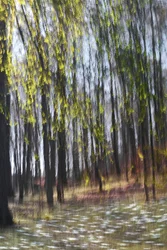 Abstraktes Waldlicht