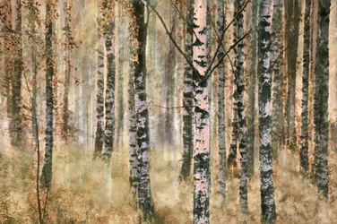 Herbstlicher Birkenwald