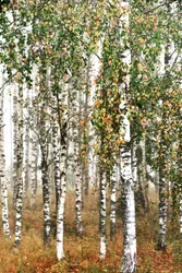 Herbst-Birkenwald