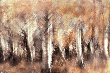 Träumende Herbstbirken
