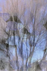 Träumerischer blauer Wald