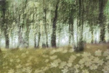 Träumende Waldblumen