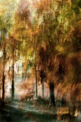 Träumerischer Waldfuchs