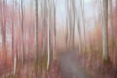 Träumerischer pinker Wald