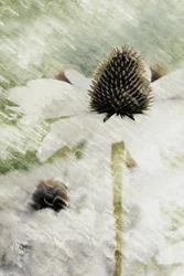 Träumerische weiße Sonnenhutblume