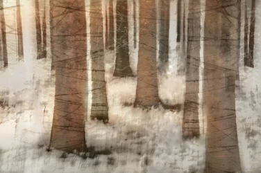 Träumiger Winterwald