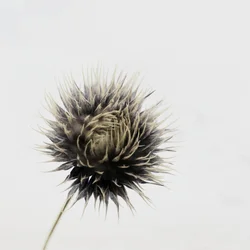 Elegante Getrocknete Distel