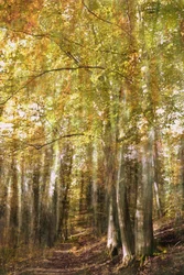 Verzauberter Waldweg
