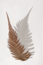 Ätherische Farnwedel