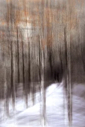 Ätherischer Winterwald